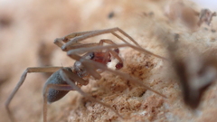 Mesiotelus