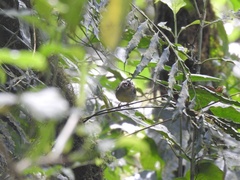Basileuterus melanotis