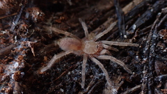 Ischnocolus valentinus