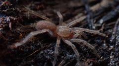 Ischnocolus valentinus