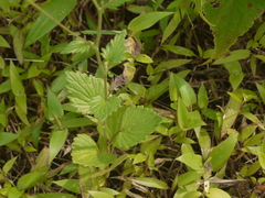 Senecio bombayensis