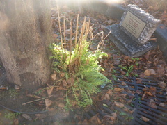 Achillea filipendulina