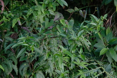 Gonzalagunia hirsuta