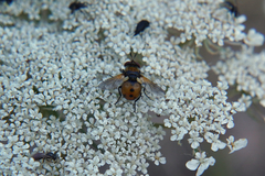 Gymnosoma