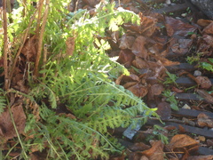 Achillea filipendulina