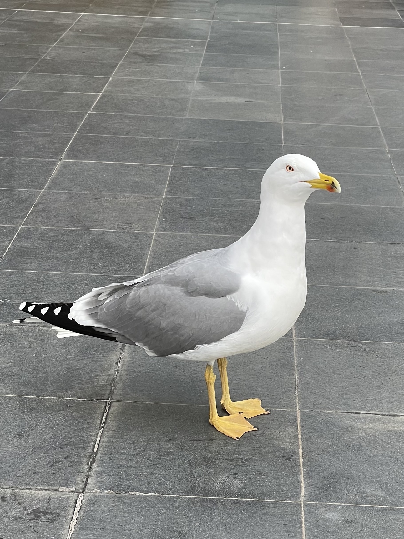 Yellow-legged Gull (Larus michahellis)