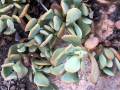 Sedum oregonense