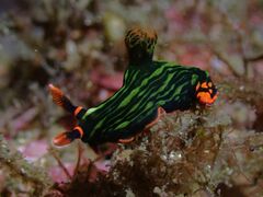 Nembrotha kubaryana