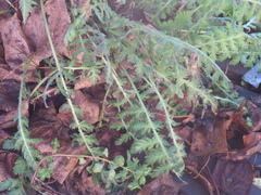 Achillea filipendulina