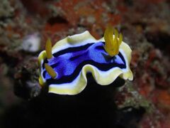 Chromodoris annae