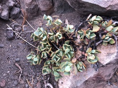 Sedum oregonense