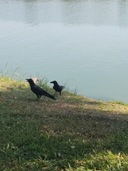 Corvus macrorhynchos levaillantii