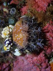 Lyncina vitellus