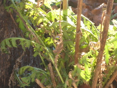 Achillea filipendulina