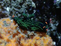 Nembrotha kubaryana