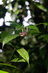 Psychotria urbaniana