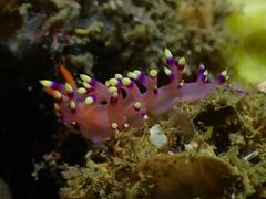 Coryphellina exoptata