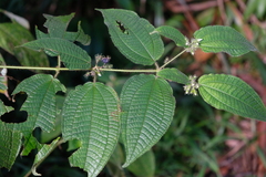 Miconia crenata