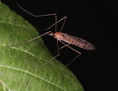 Neolimonia dumetorum