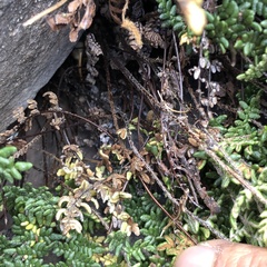 Myriopteris gracillima