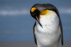 Aptenodytes patagonicus