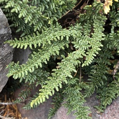 Myriopteris gracillima