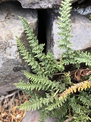 Myriopteris gracillima