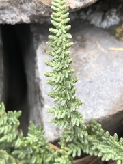 Myriopteris gracillima