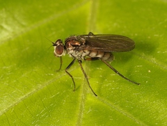 Rhaphium commune
