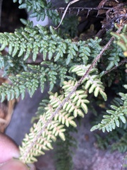 Myriopteris gracillima