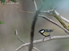 Parus major