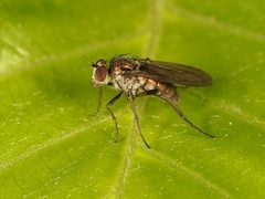 Rhaphium commune