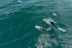 Cephalorhynchus commersonii