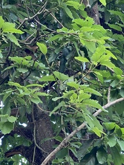 Persea americana