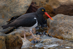 Haematopus leucopodus