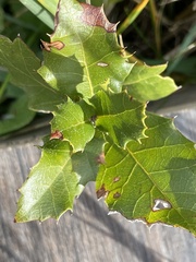 Quercus coccifera