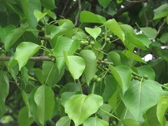 Moraceae