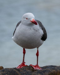 Leucophaeus scoresbii