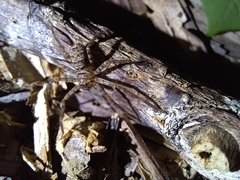 Heteropoda venatoria