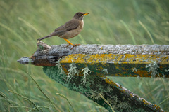 Turdus falcklandii falcklandii