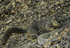 Sciurus niger