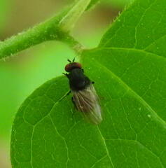 Minettia longipennis