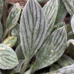 Phacelia hastata compacta
