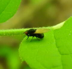 Minettia longipennis