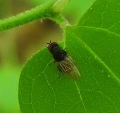 Minettia longipennis