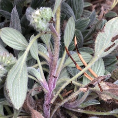 Phacelia hastata compacta
