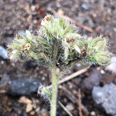 Phacelia hastata compacta