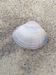 Mactra stultorum