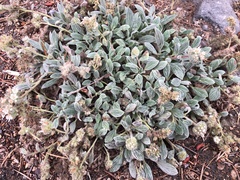 Phacelia hastata compacta