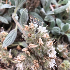 Phacelia hastata compacta